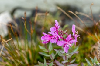 Perseverant fireweed