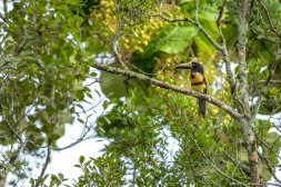 Palenque Toucan