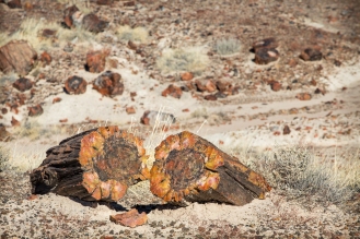 The Petrified Forest National Park, in Arizona, remembers us how luxuriant was this area millions years ago.