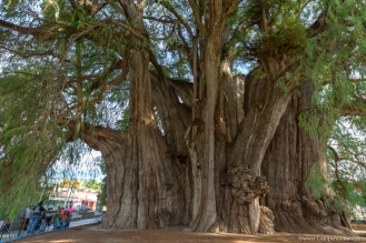 The Tule Tree, in Santa Maria de Tule, Mexico.
