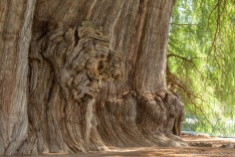 Cypress veins