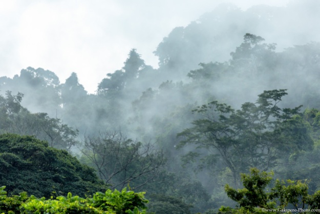 Chiapas, the land of mists