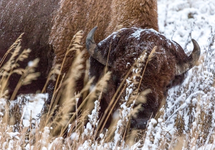 In Yellowstone National Park, the bison is ready to keep the place during the long winter.